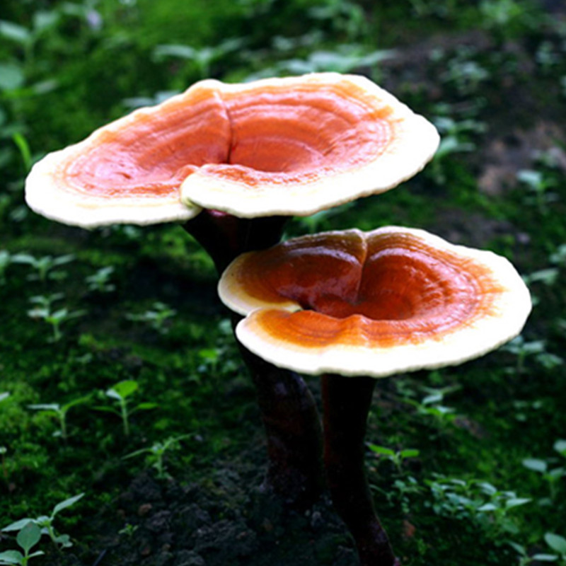 寿仙谷灵芝孢子粉(破壁)1g